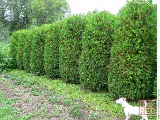 Туя западная BRABANT ( Брабант) Донецк - изображение 3