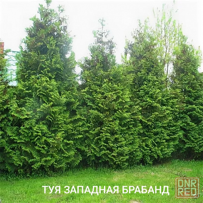 Туя западная BRABANT ( Брабант) Донецк - изображение 2