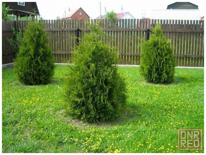 Туя западная BRABANT ( Брабант) Донецк - изображение 1