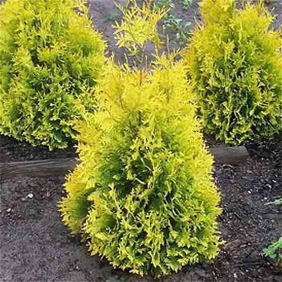 Туя западная SUNKIST( Санкист) Донецк