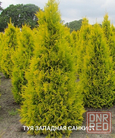 Туя западная SUNKIST( Санкист) Донецк - изображение 1