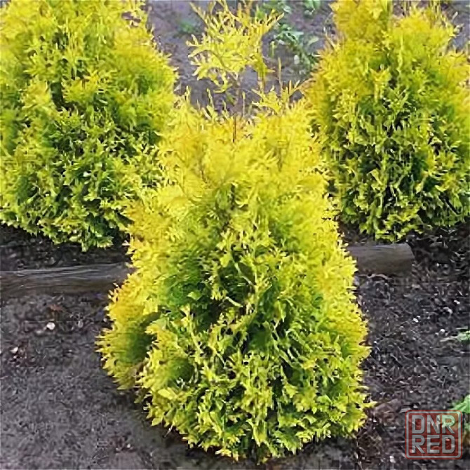 Туя западная SUNKIST( Санкист) Донецк - изображение 3