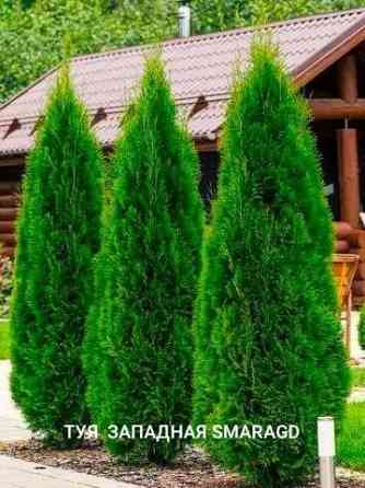 Туя западная SMARAGHD (Смарагт) Донецк