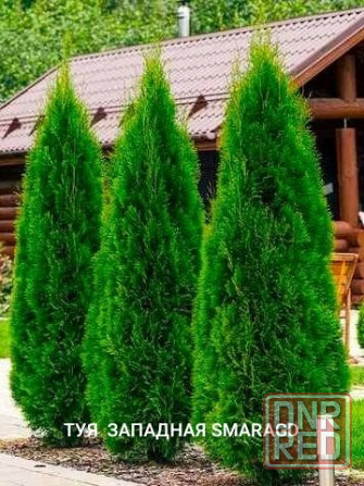 Туя западная SMARAGHD (Смарагт) Донецк - изображение 1
