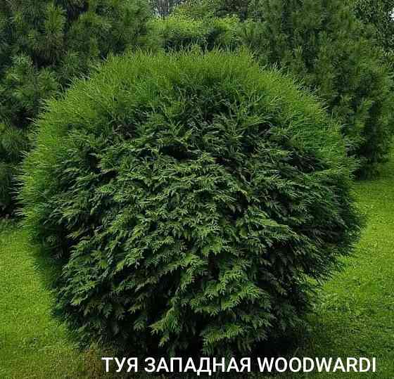 Туя западная WOODWARDI Донецк