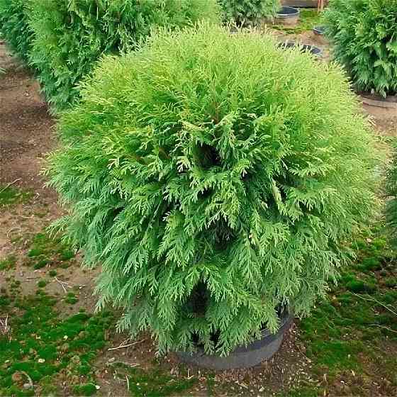 Туя западная WOODWARDI Донецк