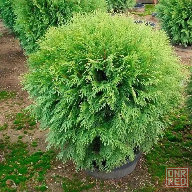 Туя западная WOODWARDI Донецк - изображение 3