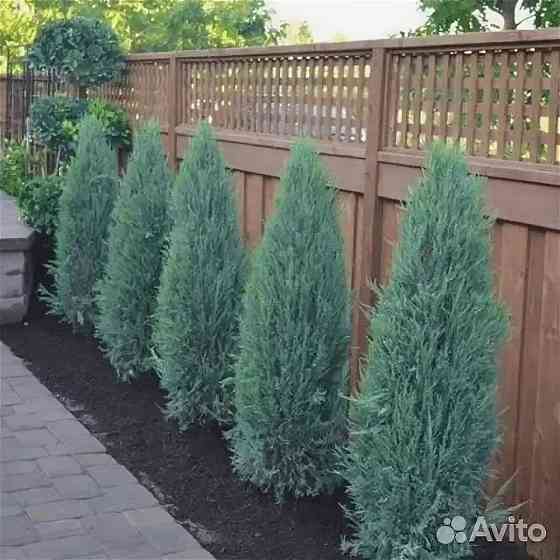 Можевельник скальный BLUE ERROW Донецк