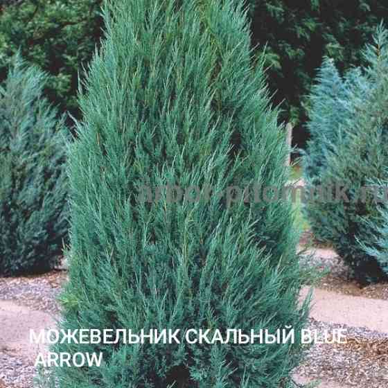 Можевельник скальный BLUE ERROW Донецк
