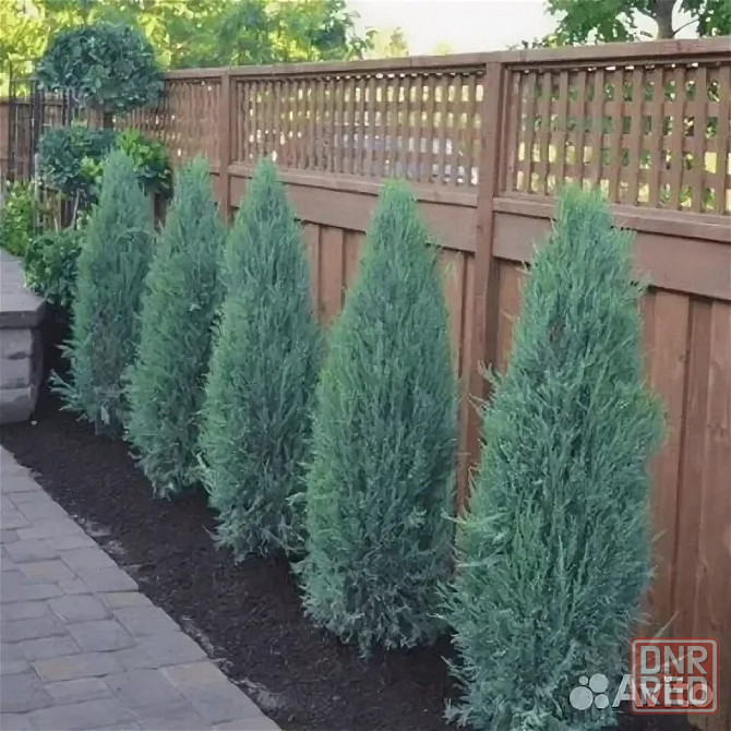 Можевельник скальный BLUE ERROW Донецк - изображение 3