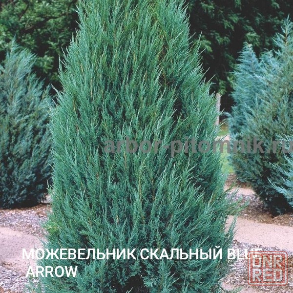 Можевельник скальный BLUE ERROW Донецк - изображение 1