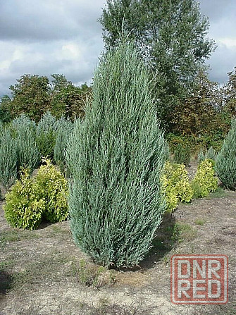 Можевельник скальный BLUE ERROW Донецк - изображение 2