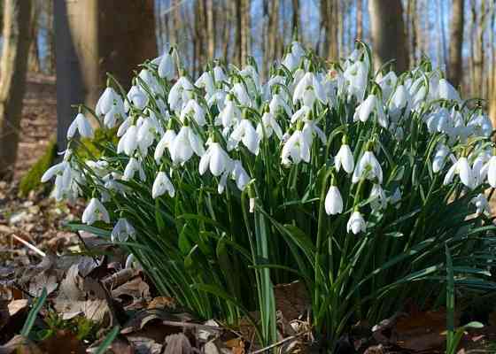 Подснежники Донецк