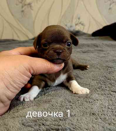 Щенки чихуахуа Донецк