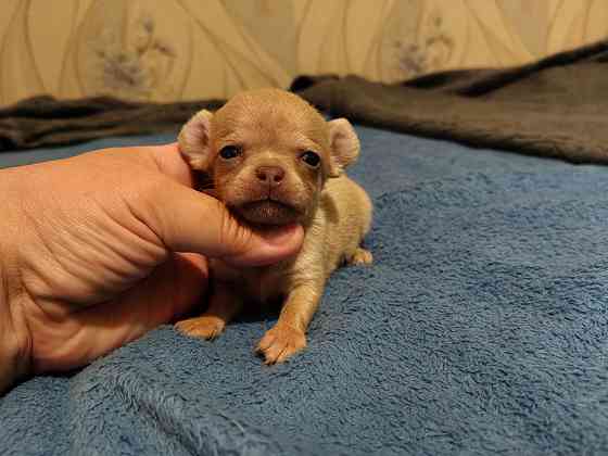 Щенки чихуахуа Донецк