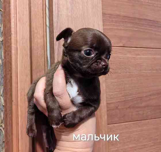 Щенки чихуахуа Донецк
