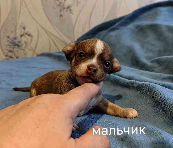 Щенки чихуахуа Донецк