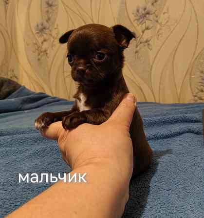 Щенки чихуахуа Донецк