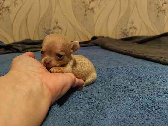 Щенки чихуахуа Донецк