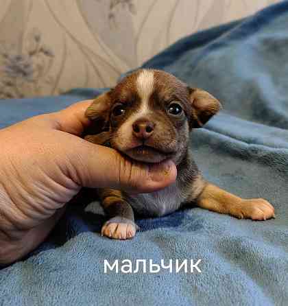 Щенки чихуахуа Донецк
