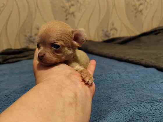 Щенки чихуахуа Донецк