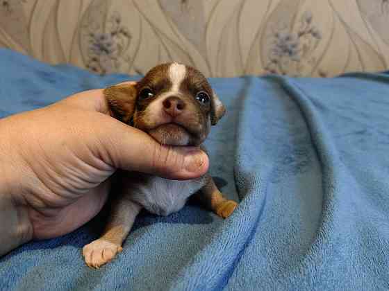 Щенки чихуахуа Донецк