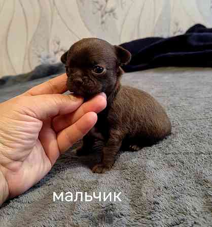 Щенки чихуахуа Донецк