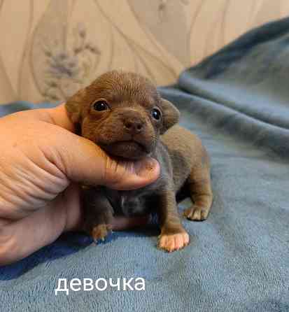 Щенки чихуахуа Донецк