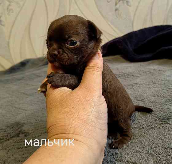 Щенки чихуахуа Донецк