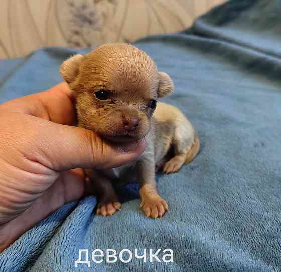 Щенки чихуахуа Донецк