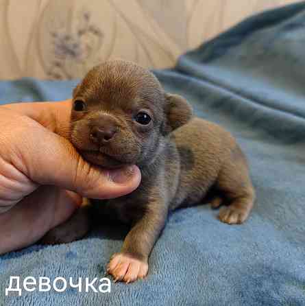 Щенки чихуахуа Донецк