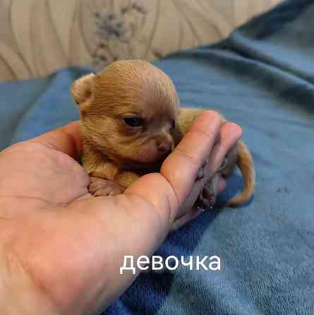 Щенки чихуахуа Донецк