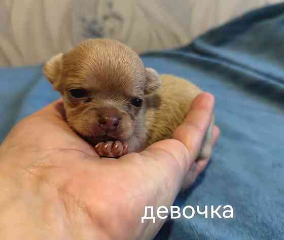 Щенки чихуахуа Донецк