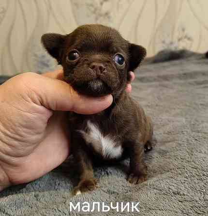 Щенки чихуахуа Донецк