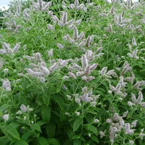 Мята перечная Донецк