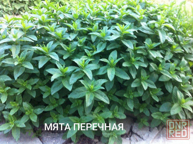 Мята перечная Донецк - изображение 1
