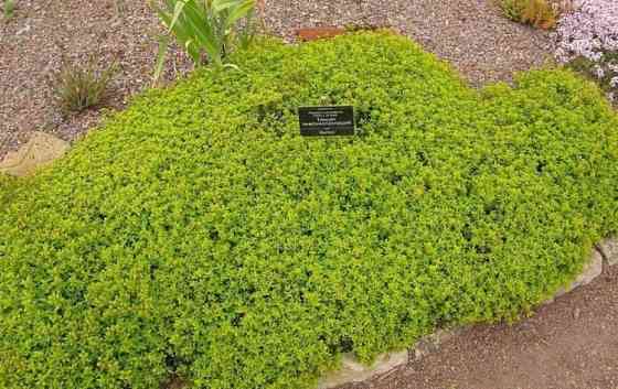 Тимьян лимонный,ползучий Донецк