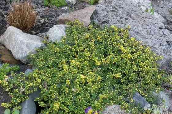 Тимьян лимонный,ползучий Донецк