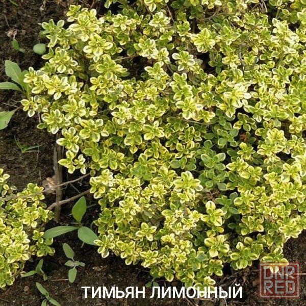 Тимьян лимонный,ползучий Донецк - изображение 1