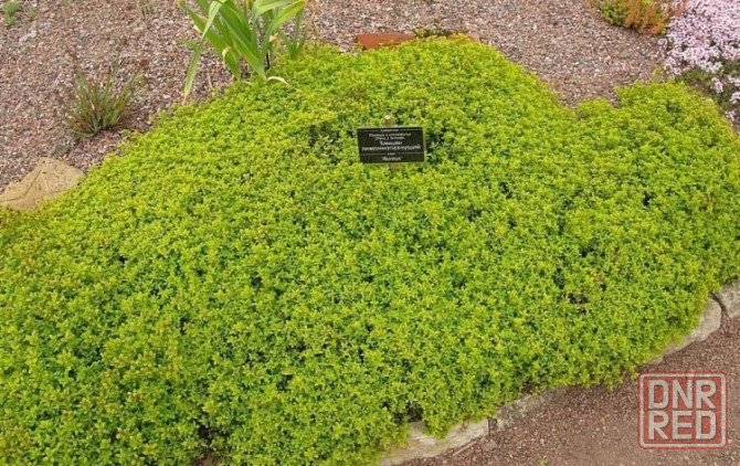 Тимьян лимонный,ползучий Донецк - изображение 2