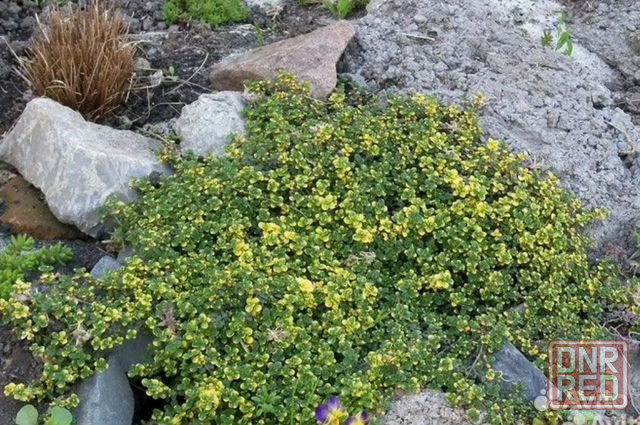 Тимьян лимонный,ползучий Донецк - изображение 3