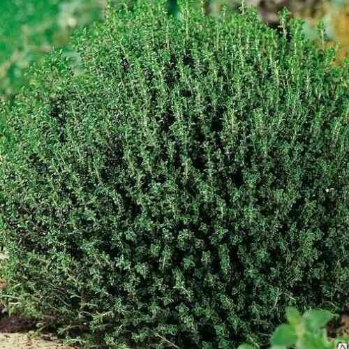 Тимьян( чабрец) Донецк