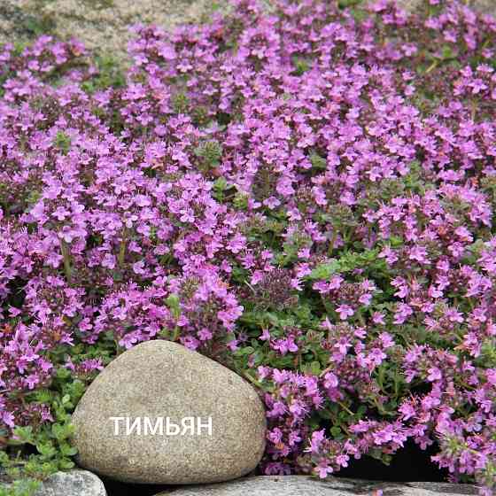 Тимьян( чабрец) Донецк