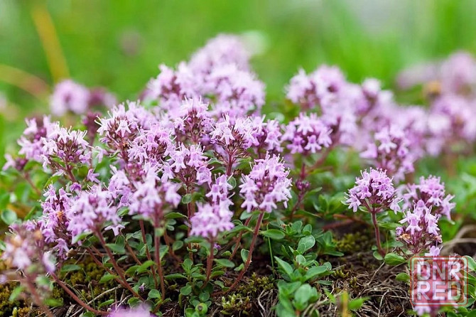 Тимьян( чабрец) Донецк - изображение 1