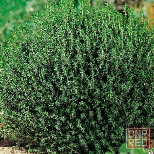 Тимьян( чабрец) Донецк - изображение 2