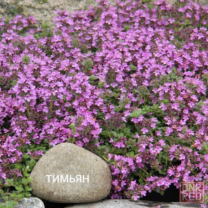 Тимьян( чабрец) Донецк - изображение 4