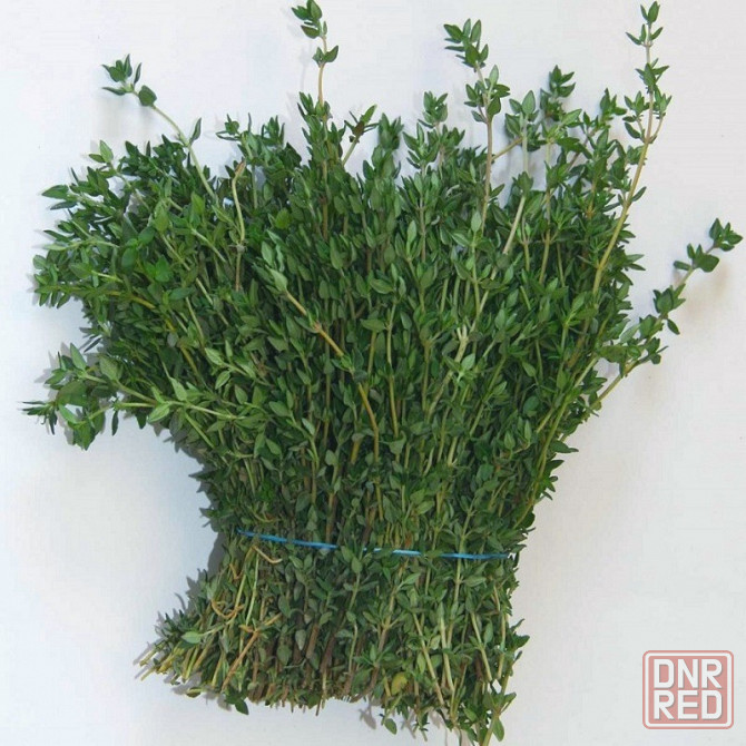 Тимьян( чабрец) Донецк - изображение 3