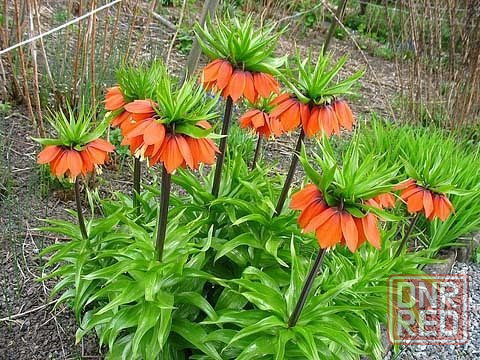 Рябчик императорский Донецк - изображение 2