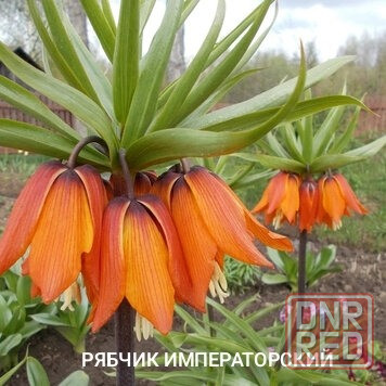 Рябчик императорский Донецк - изображение 1