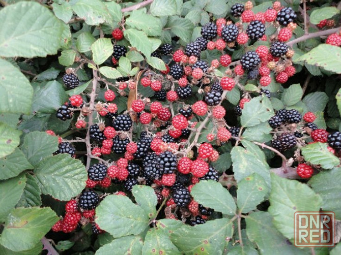 Шелковица саженцы, ежевика колючая Донецк - изображение 2